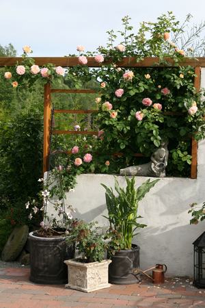 Alchymist in full flower on my patio summer 2008. Photo: Camilla Hesby Johnsen